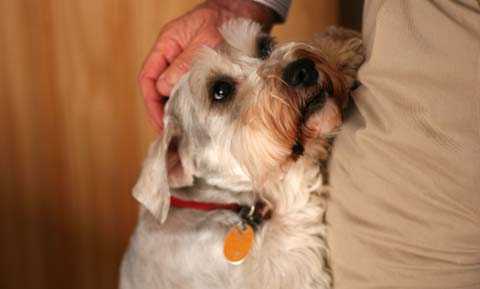 Anxiety Vests for Dogs