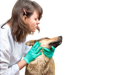 Applying Eye Drops to Dogs