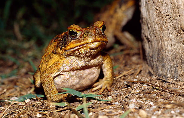 Toad Poisoning in Dogs