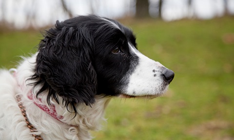 Cushing's Disease - Testing