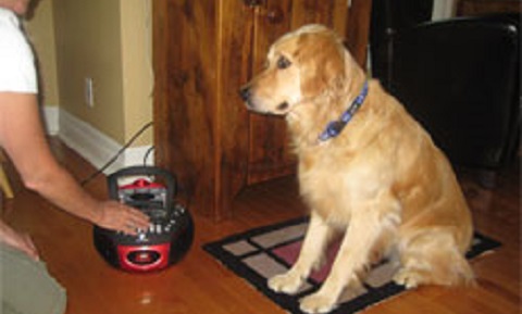 Treating Fear of Storms and Fireworks in Dogs
