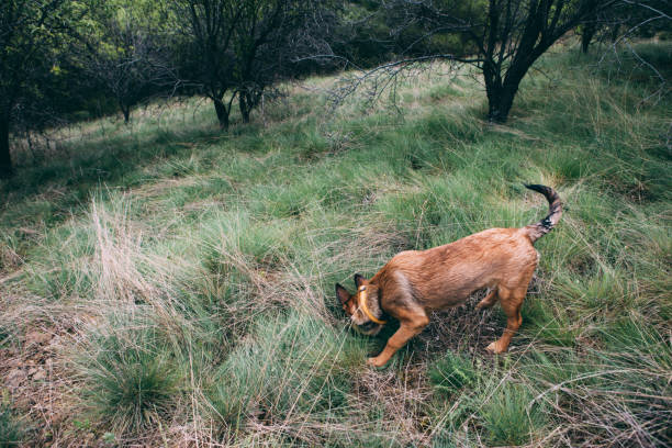 Cuterebra or 'Warbles' in Dogs