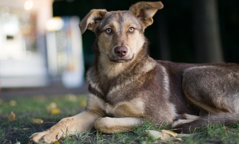 Ehrlichiosis in Dogs