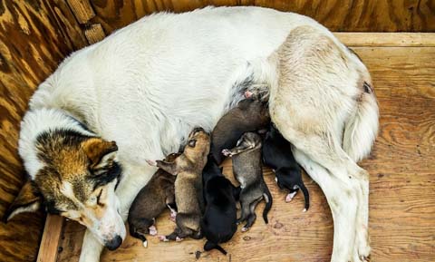 Feeding the Nursing Dog