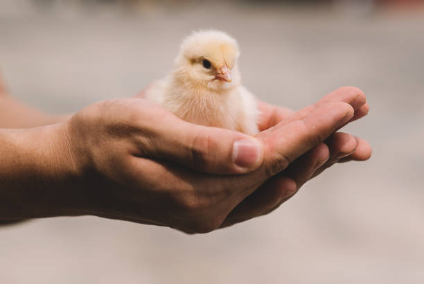 Hand-Feeding Baby Birds