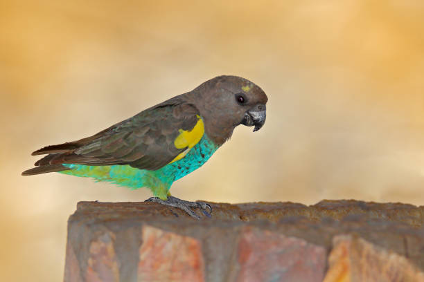 Feeding Meyer's Parrots 