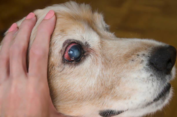 Cataracts in Dogs