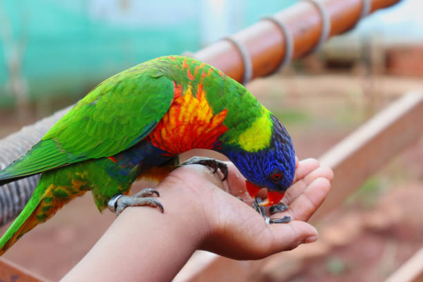 Feeding Lories and Lorikeets 