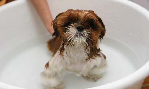 Preparing Your Puppy for a Lifetime of Good Hygiene