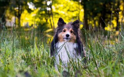 A Cleaner, Greener Home for Your Pets