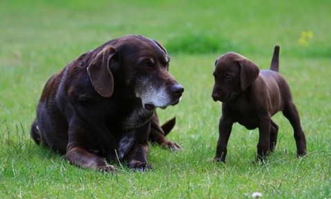 Puppy Behavior and Training - Socialization and Fear Prevention