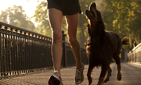 Running with Your Dog