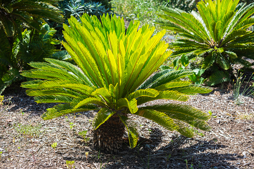 Sago Palm Poisoning