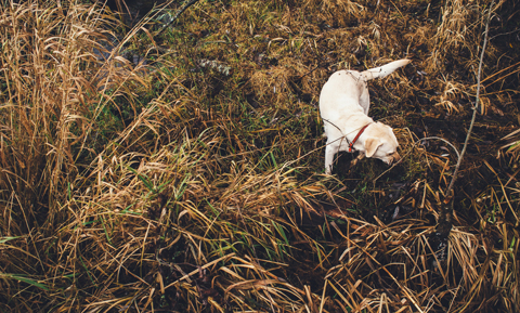 Search and Rescue Dogs