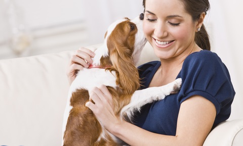 Therapeutic Massage and Your Dog