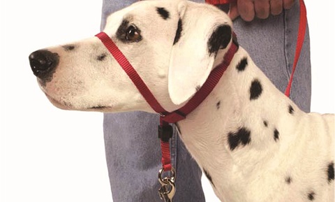 Head Halter Training for Dogs