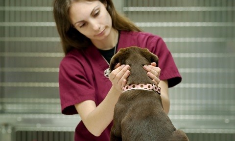 Veterinary Acupuncture