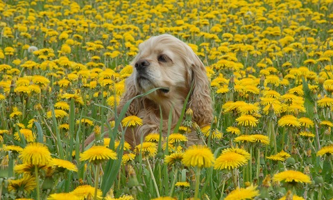 Veterinary Herbal Therapy