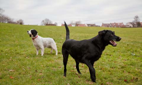 Interpreting Tail Wags in Dogs