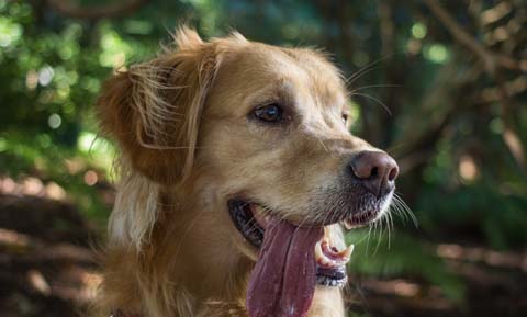 Why Do Dogs Have Whiskers?