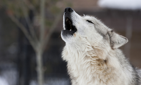 Why Do Dogs Howl?