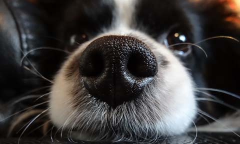 Why Do Dogs Have Wet Noses?