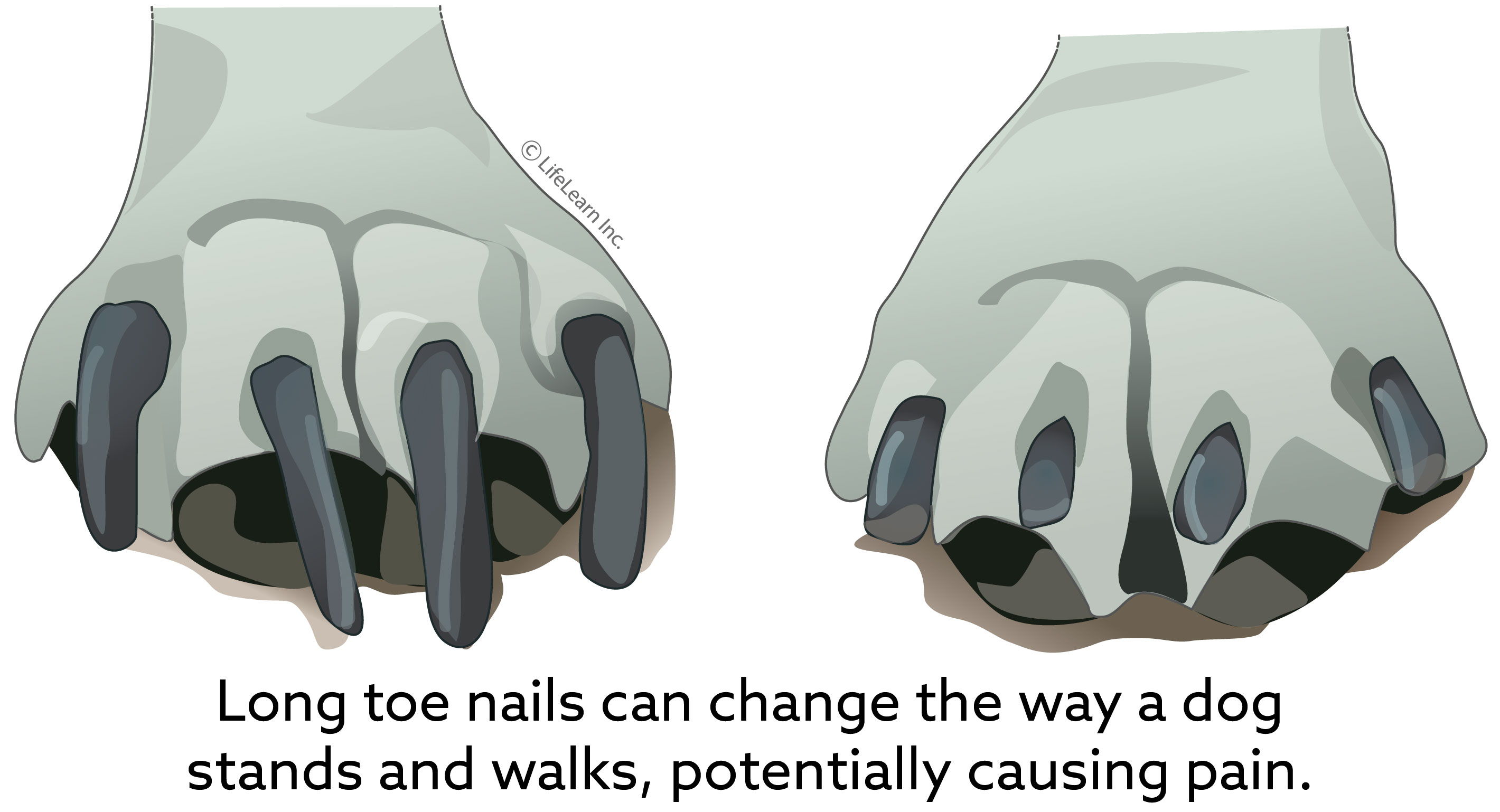 senior_dog_nail_length_2018-01