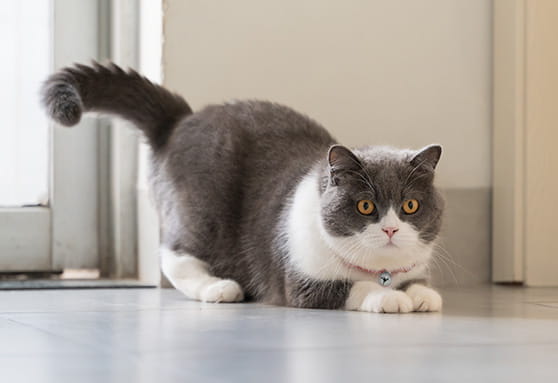 Young gray and white cat getting ready to pounce