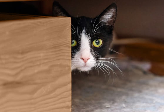 Young black and white cat peaking around the corner