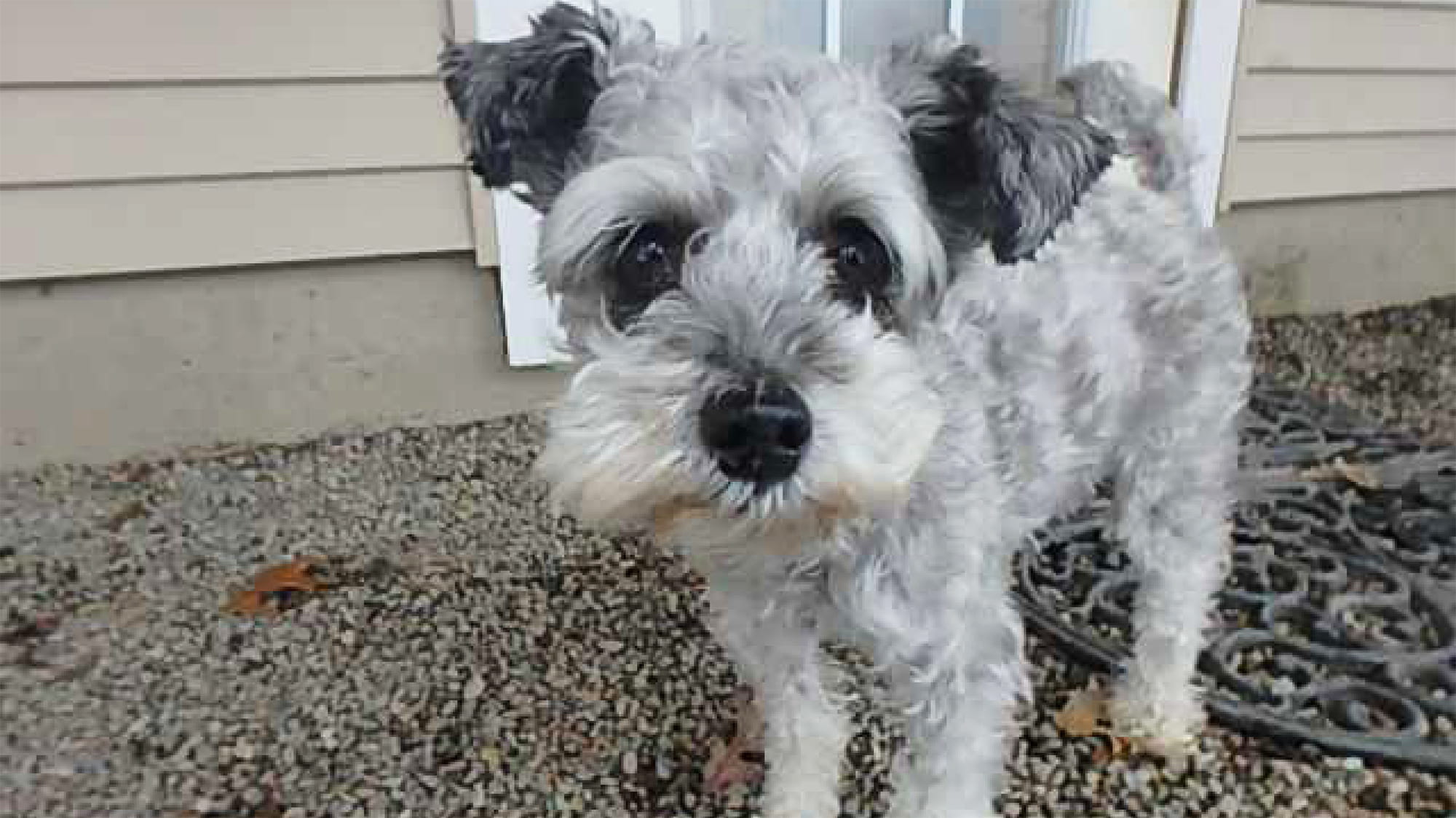 Schnauzer dog