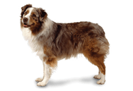 Australian Shepherd dog breed picture