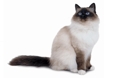 Birman cat breed picture