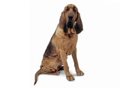 Bloodhound dog breed picture