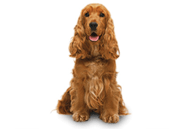 English Cocker Spaniel dog breed picture