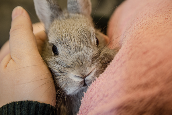 Dental Disease in Rabbits