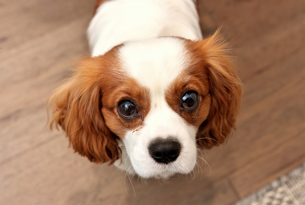 Ulcerative Keratitis in Dogs