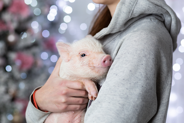 Skin, Hoof, and Dental Care for Your Mini-Pig