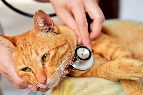 Chronic Bronchitis in Cats