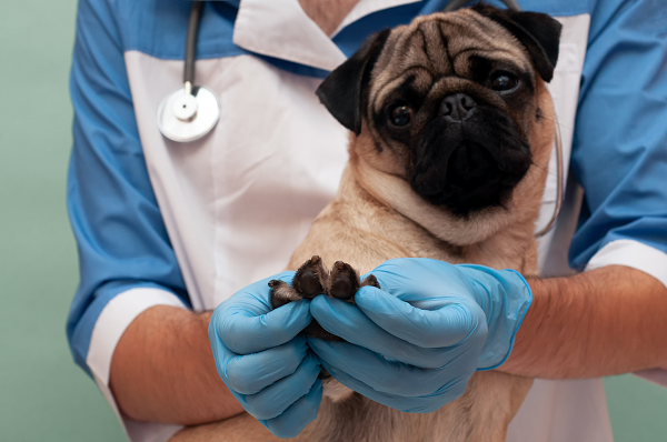 Interdigital Cysts in Dogs