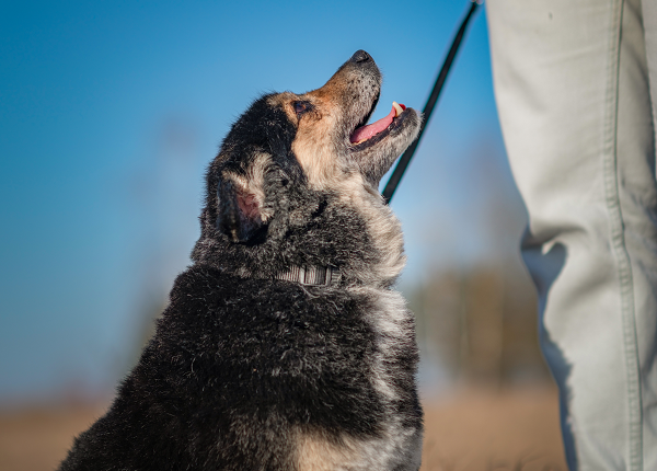 Exercising Dogs with Osteoarthritis