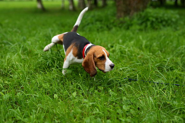 Urine Scalding on Grass