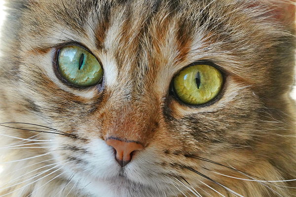 Glaucoma in Cats