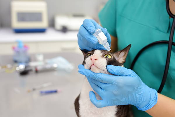 Applying Eye Drops to Cats