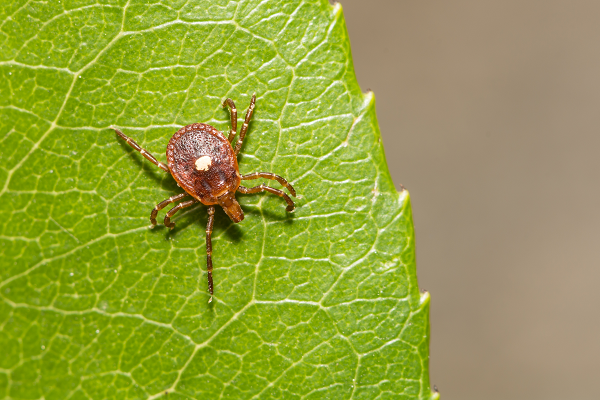 Ticks in Dogs