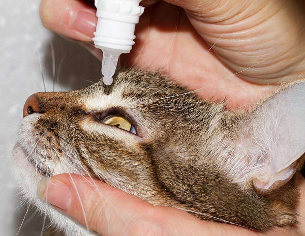 Conjunctivitis in Cats