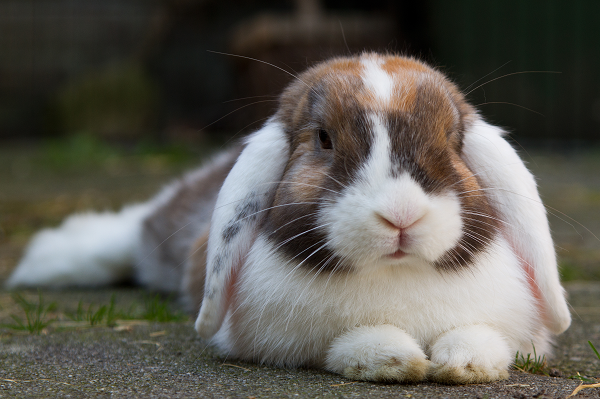 Coccidia in Rabbits