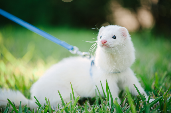 Tumors in Ferrets