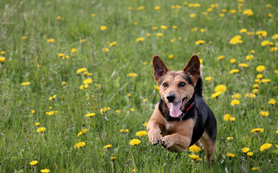 Pet Monitoring: Keeping Track of Your Pet's Tracks and More