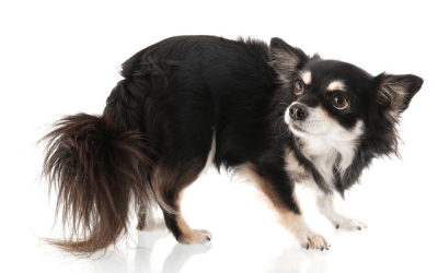 Signs Your Dog is Stressed and How to Relieve It