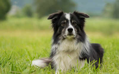 Collie Eye Anomaly